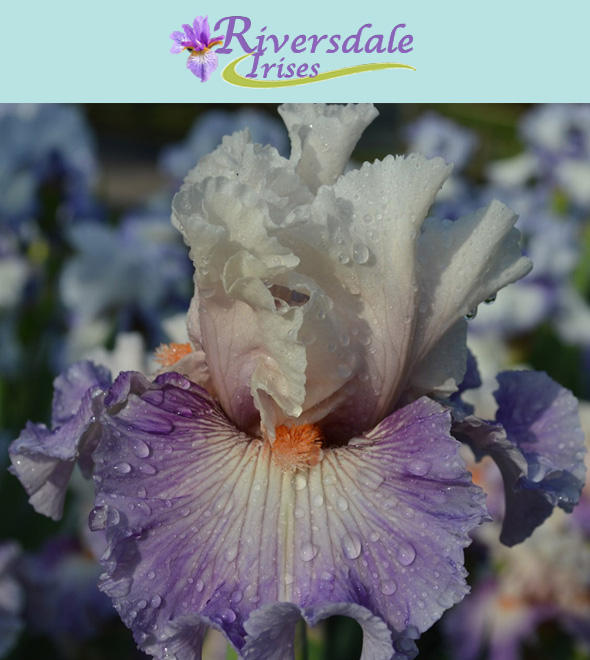 Riversdale Irises