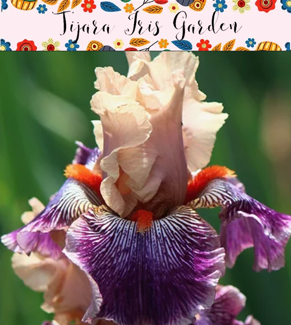 Tijara Iris Garden