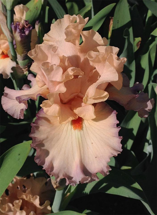 Inland Region Iris Society