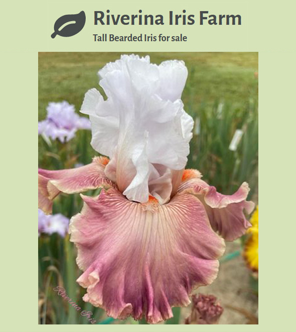 Riverina Iris Farm